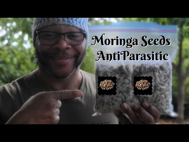 There's A Difference Between Moringa Powder and Moringa Seeds | #Antiparasitic