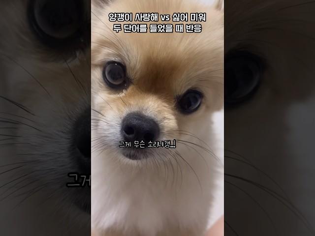 사랑해 vs 미워