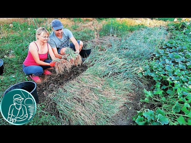  When to remove onion sets from the garden for storage  Harvesting onions