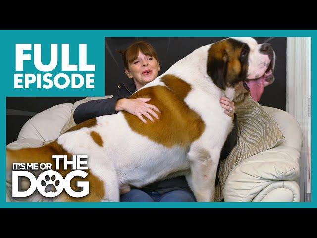 168lbs Lapdog Causes Bruises & Injuries When Cuddling | Full Episode | It's Me or the Dog