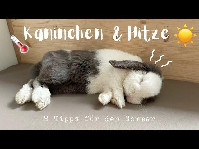 Kaninchen & Hitze - Tipps für den Sommer | Stupsnasenbande