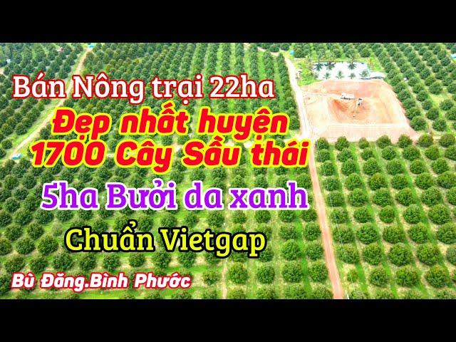 Bán nông trại 22 ha 1700 cây sầu riêng monthong 08 năm tuổi | Bù Đăng - Bình Phước