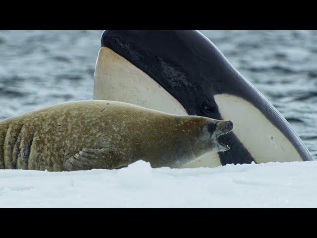 Killer Whale's Extraordinary Hunting Technique | Frozen Planet II | BBC Earth