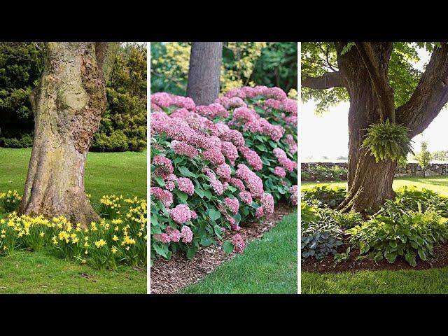 Top 5 Best Plants to Grow Under Trees | Garden Trends 