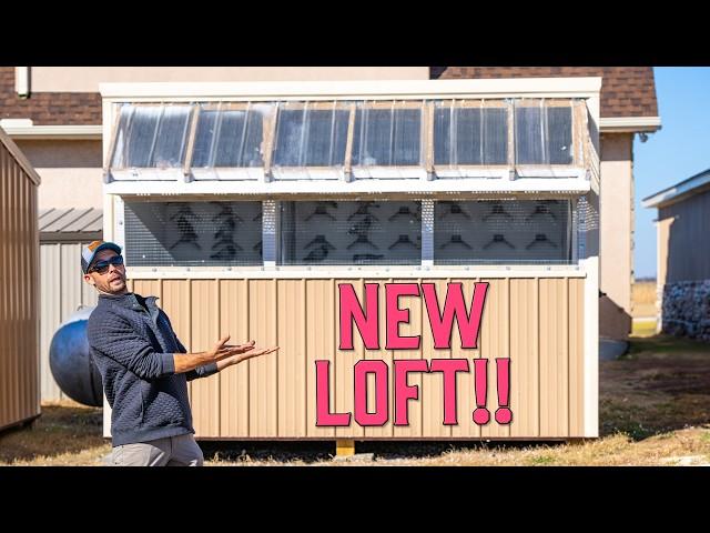 Why I Added Another Pigeon Loft?