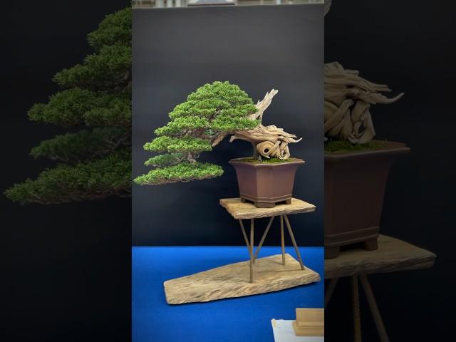 Itoigawa juniper @ Trophy Bonsai Show 2023 #bonsai #bonsaitree #bonsaishow #tree #bonsaiart