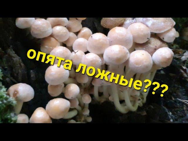 как выглядят ложные опята и съедобные