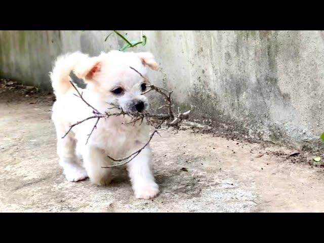 The stray dog’s pup has grown up, transforming from an adorable puppy into a stunning dog. 