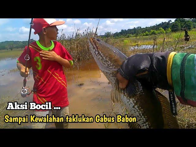 Aksi Bocil Kembali Taklukan Monster Gabus !!!