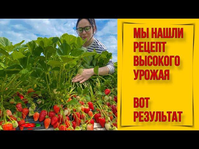 Мы нашли рецепт высокого урожая клубники.Вот результат