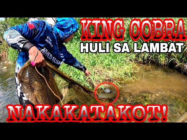 Tumayo Balahibo Ko Sa Takot! Makamandag Na Cobra Nahuli Sa Lambat 