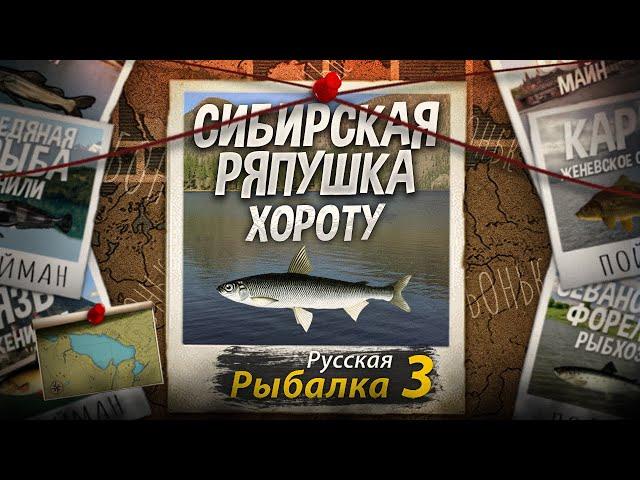 "Мутант" Сибирская Ряпушка. Хороту. Без музыки для пробы. Русская Рыбалка 3.