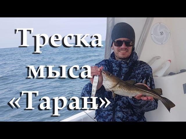 Spring cod fishing in the Baltic Sea Kaliningrad Region slow jigging.