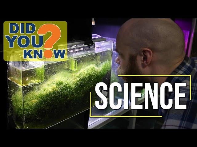 Refugium Performance? 12 Science-Based Techniques on Utilizing Algae to Avoid Algae in Reef Tanks