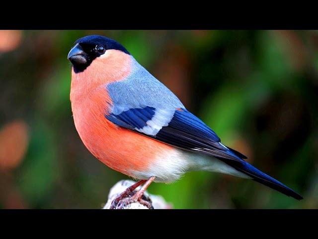 Bird Bullfinch Song.(Purrhula).