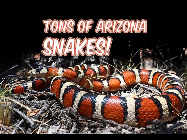 We found TONS of Arizona snakes!