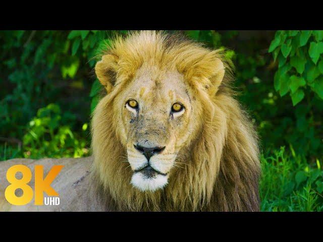 8K Wildlife of Okavango Delta Area, Botswana - 8 Hours of Wild Animals of Africa - Part #1