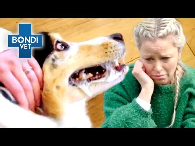 Horrific Seizures Suffered By Vet's Own Dog | Bondi Vet Clips | Bondi Vet