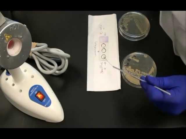 How to Prepare a Bacterial Smear for Endospore Stain