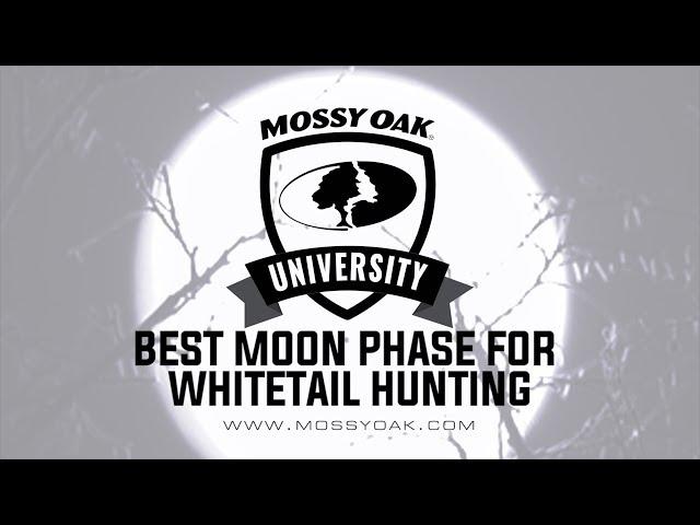 Best Moon Phase for Whitetail Deer Hunting