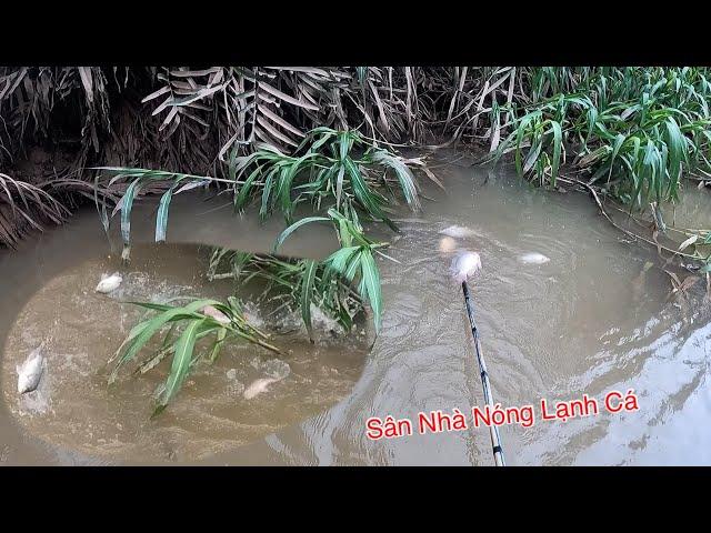 K Đâu Nhiều Cá Bằng Sân Nhà Cá Thấy Nóng Lạnh | Kích Cá Miền Tây | Catch Fish