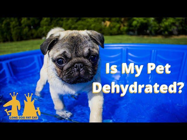 Are Your Pets Dehydrated? | Long Dog Fat Cat