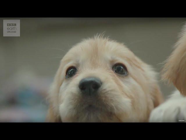 CUTE! Puppy Guide Dog Training | BBC Earth Explore