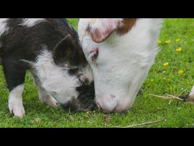 This Piglet Sneaks Away to Find Calf Bestie on a Daily Basis