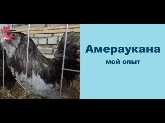 Амераукана-яичная порода кур. Голубое яйцо.   Ameraucana is an egg breed of chickens. Blue egg.