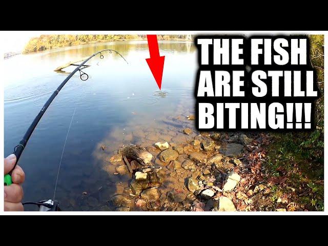 THESE FISH Can Still Be Caught NOW! (Fall Fishing From the Bank)