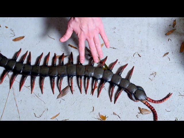 WORLD'S LARGEST CENTIPEDE!