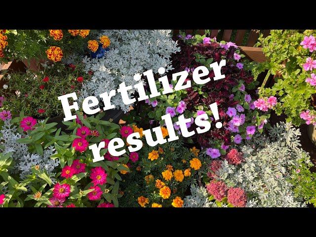 Potted flowers - See the fertilizer results