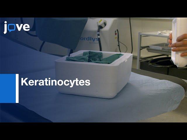 Keratinocytes Generation and Culturing from Adult Skin | Protocol Preview