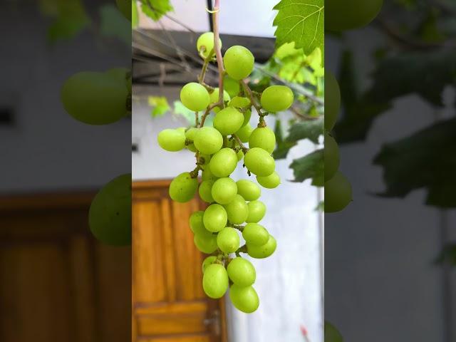 Green grapes  #shortvideo #gardening #gardeningvideos #diy #diygardening