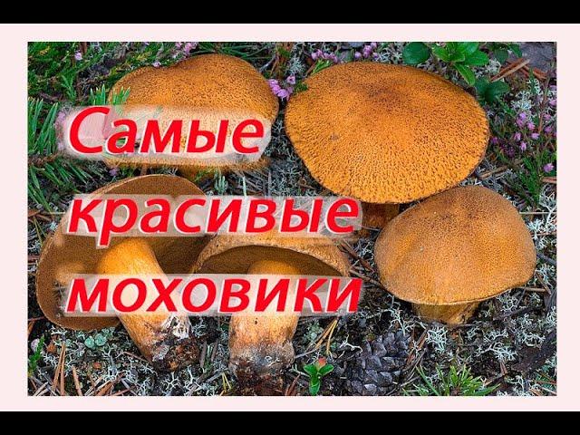 Моховик желто бурый с ежовиком