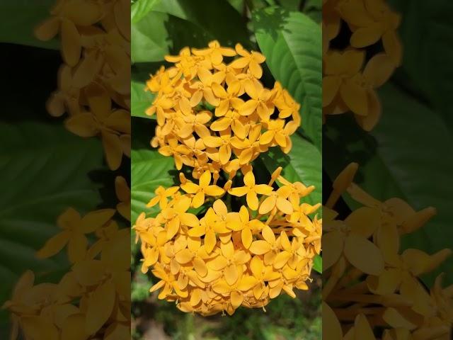 Blooming Ixora | A Yellow Concerto