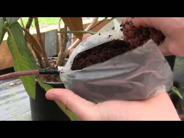 Air Layering Rhododendrons:  How to Propagate those Hard to Root Varieties.