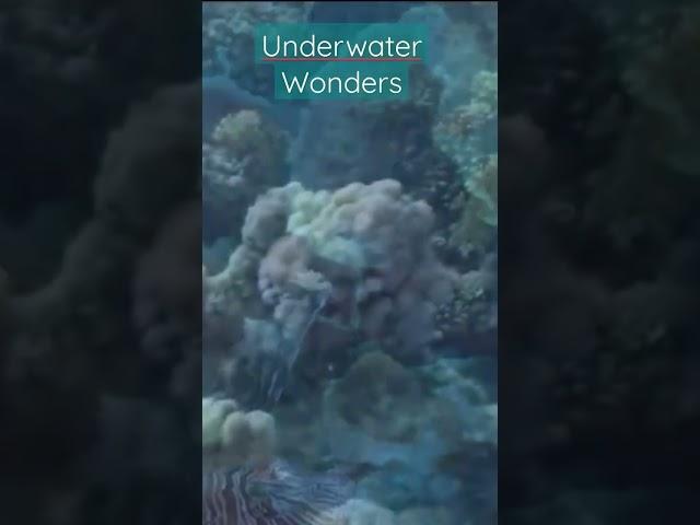 Relaxing Music and Beautiful Fish (underwater wonders)