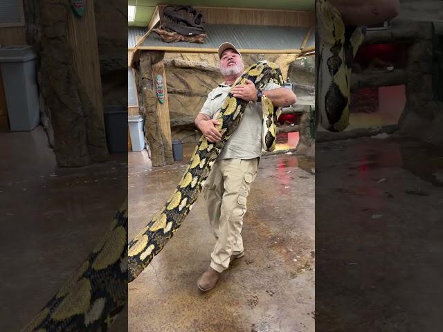 Absolutely Huge Gorgeous Tiger Retic!! 