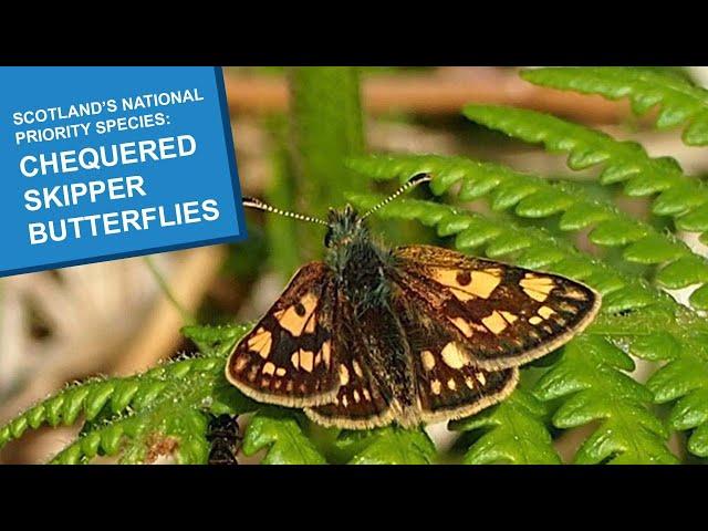 Scotland’s National Priority Species: Chequered Skipper Butterflies