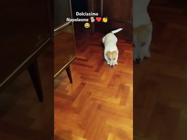 #shorts #shortvideo #viralshorts #viralvideo #funny #cute #dog #home #love #fyp #life #new #now