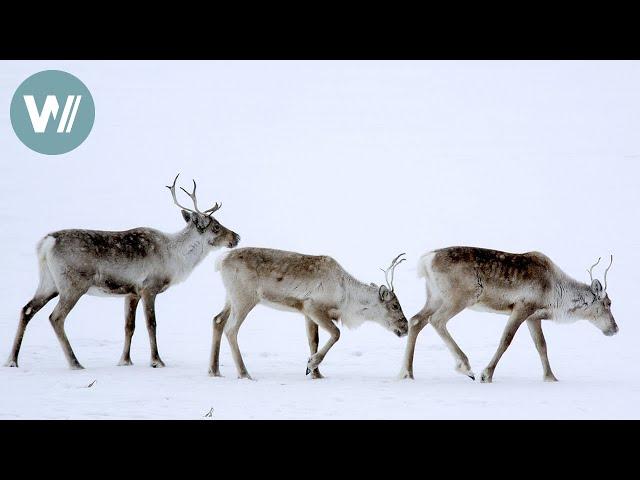 Highway in die Eiszeit - Zum kalten Ende Alaskas | Tiere vor der Kamera (2008) | Folge 44/54