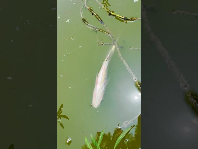 yea macchli keise margiya(283) hindi village fishing video #fishingvideo