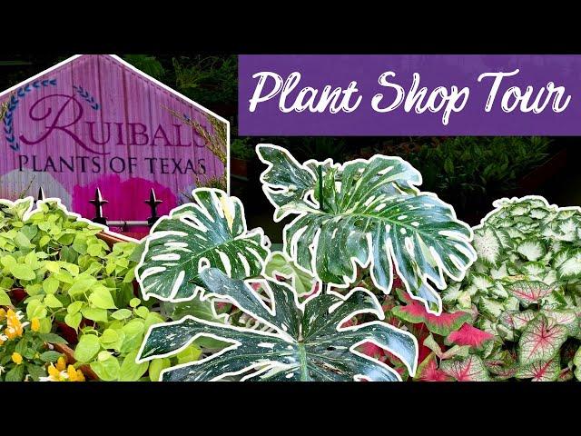 Surprising Houseplant Finds at Ruibal's!