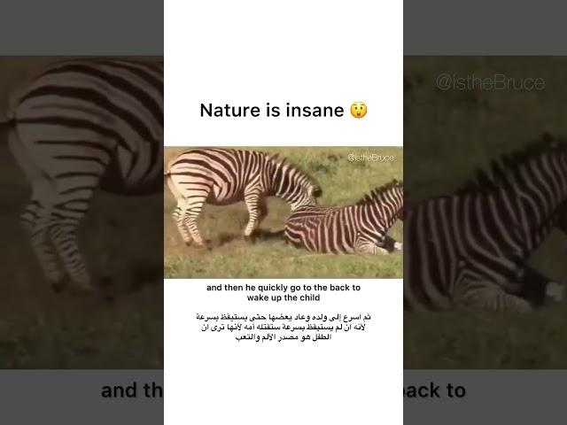 ZEBRA REVIVES WIFE AND SON AFTER INTENSE BIRTHDAY natgeo wildlife