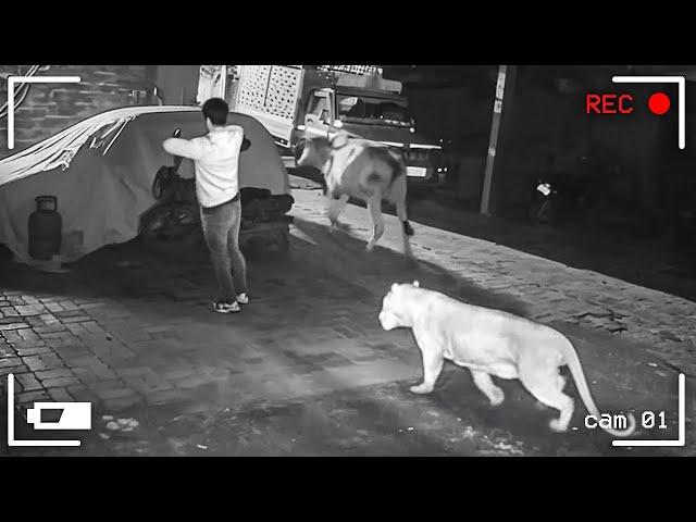 55 Incredible Moments Caught on CCTV Camera