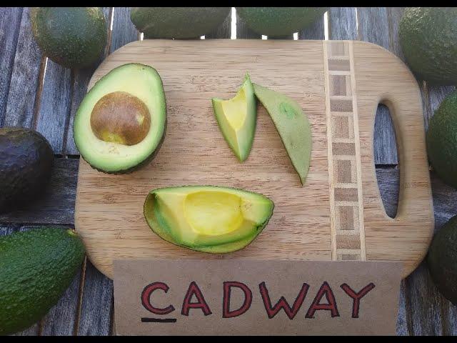 Cadway avocado: a profile