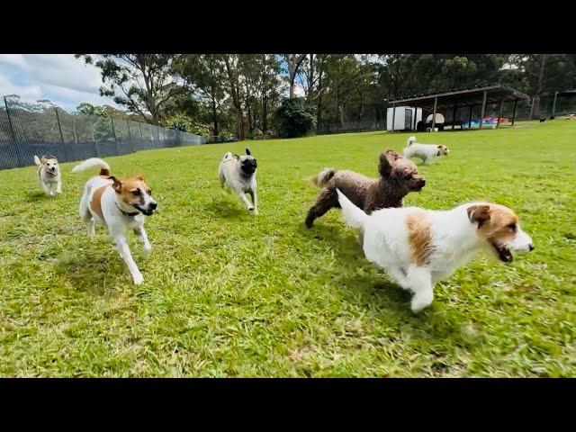 The thrill of the bike ️ run with the small doggies is undeniable!️