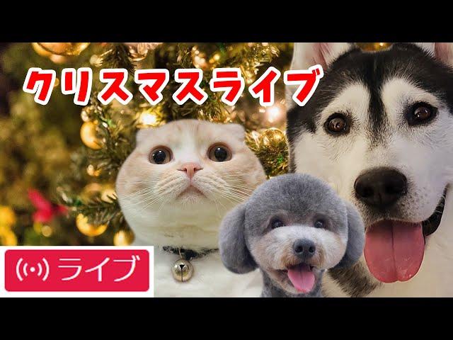 犬と猫の親バカ日記　クリスマスライブ