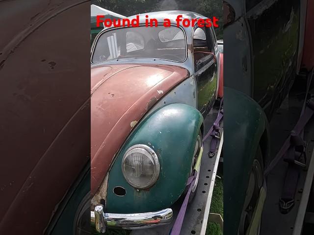 VW Beetle 1959 found forgotten in Forest Sweden VW Festival#beetle #vw #car #classic #Shorts #VWFarm